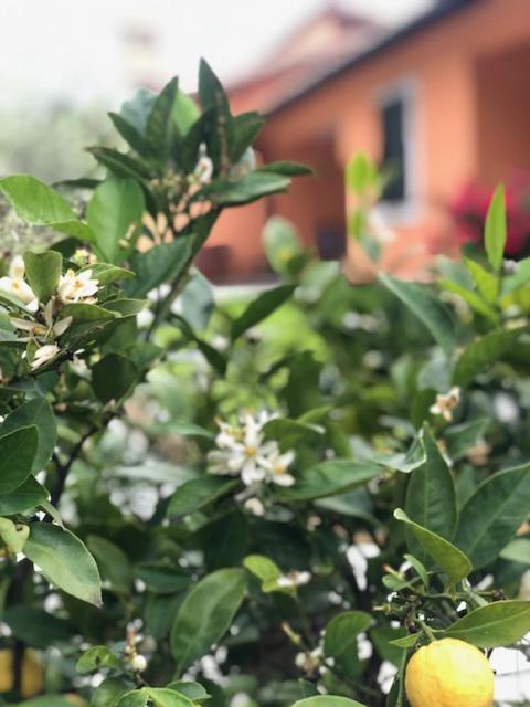 Appartement Il Giardino Delle Rose à Spello Extérieur photo
