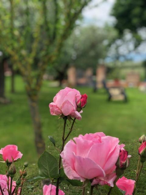 Appartement Il Giardino Delle Rose à Spello Extérieur photo